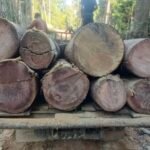 Bukti Sudah di Kumpulkan, “Kndr” Pelaku Ilegaloging Hutan Lindung di Bukit Tabandang Akan Dilaporkan ke Polda Riau