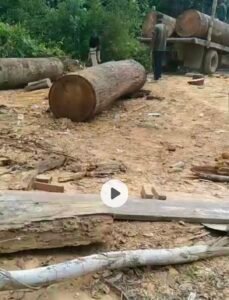 Proses pembuatan puluhan kubik kayu hasil Ilegaloging oleh anggota kandar di Kawasan hutan lindung di Bukit Tabandang, Desa lubuk Ambacang, Hulu Kuantan, Kuansing