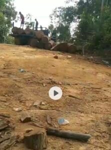 Proses pembuatan puluhan kubik kayu hasil Ilegaloging oleh anggota kandar di Kawasan hutan lindung di Bukit Tabandang, Desa lubuk Ambacang, Hulu Kuantan, Kuansing