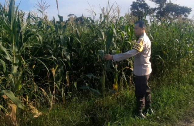 Polsek Sukajadi Pantau Pertumbuhan Jagung Pipil, Dukung Ketahanan Pangan Nasional IMG-20260530-WA0013_copy_640x415