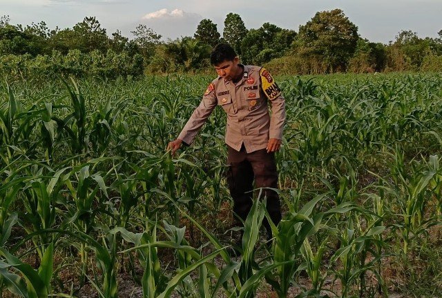 Dukung Asta Cita Presiden, Polsek Rumbai Rutin Pantau dan Rawat Lahan Pertanian Warga IMG-20260530-WA0017_copy_640x432