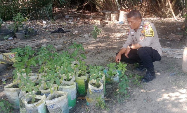Gerakkan Ketahanan Pangan Dari Rumah, Polsek Rumbai Motivasi Warga Manfaatkan Lahan Kosong IMG-20260530-WA0022_copy_640x389