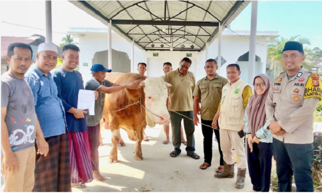 sapi kurban