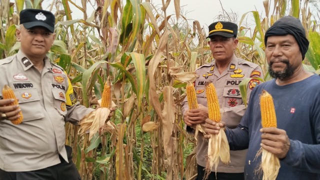Panen Jagung 1,3 Ton, Polsek Binawidya Dorong Kelompok Tani Dukung Swasembada Pangan IMG-20261008-WA0025